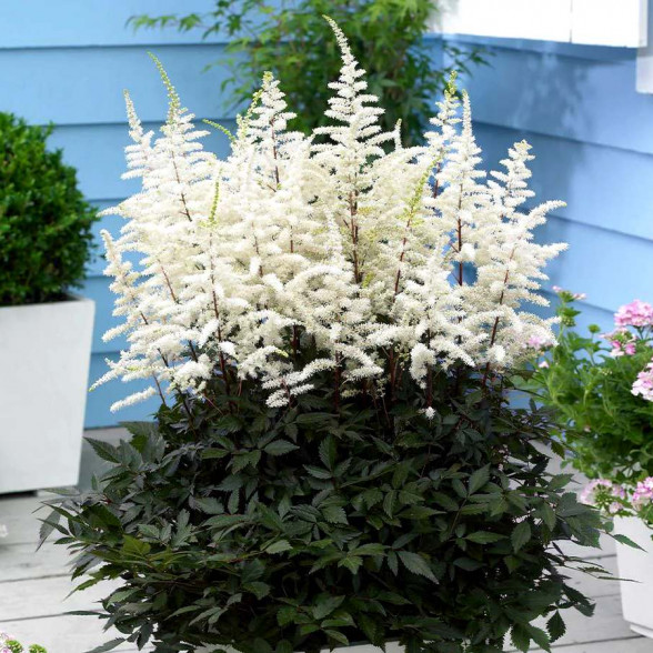 Astilbe Japonica ELLIE