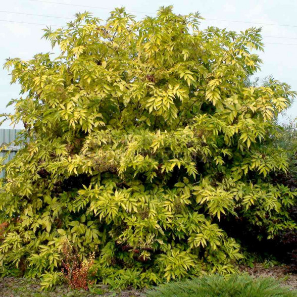 Melnais plūškoks - Sambucus nigra GOLDEN TOWER PBR 3,5l