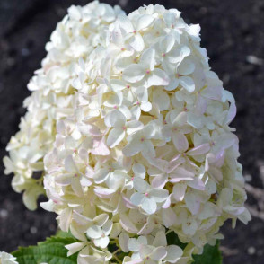 Hortenzija - Hydrangea paniculata WhiteLight  jaunstāds C5