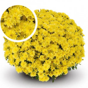 Chrysanthemum Arluno Yellow