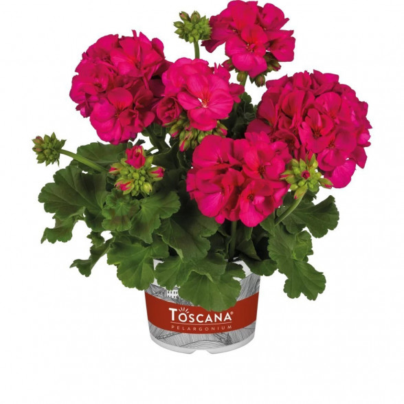 Pelargonija GALAXY VIOLET