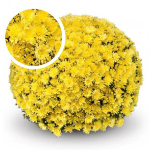 Chrysanthemum Lesconil Yellow