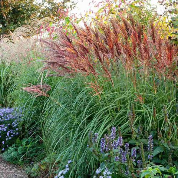 Ķīnas miskante - Miscanthus sinensis RED CHIEF C3