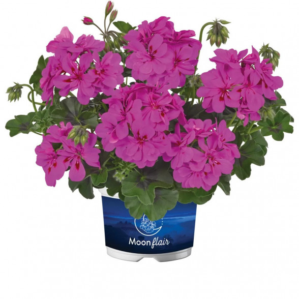Pelargonija MOONFLAIR AMETHYST