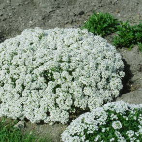 Mūžzaļā ibēre SCHNEEFLOCKE (Iberis sempervirens 'Schneeflocke') P9