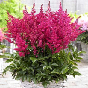 Астильба Лаки Дэй