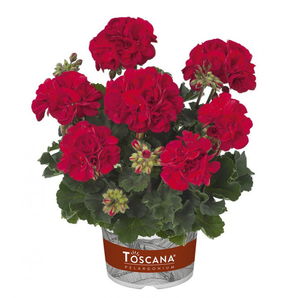 Pelargonija CASTELLO BERND DARK RED