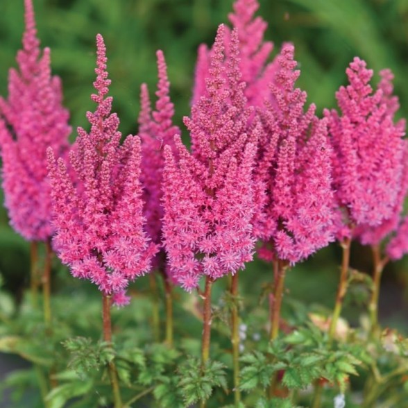 Astilbe YOU AND ME ALWAYS