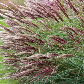 Ķīnas miskante - Miscanthus sinensis RED CHIEF P9