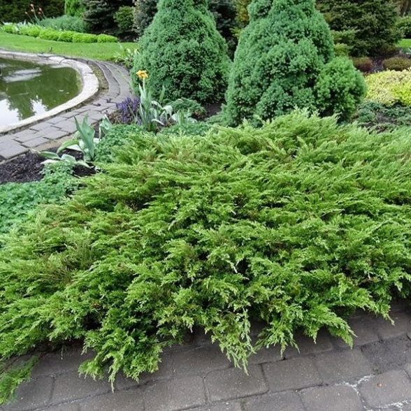 Kazahu kadiķis Juniperus sabina TAMARISCIFOLIA