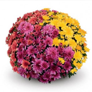Chrysanthemum Fonti Mix 4