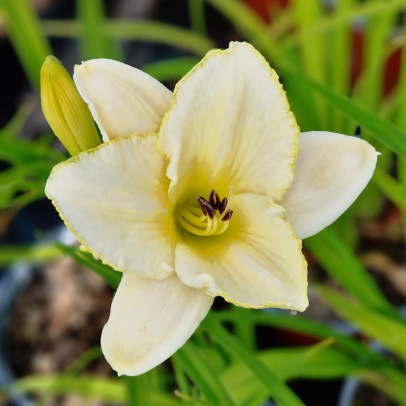 Hemerocallis Blizzard Bay