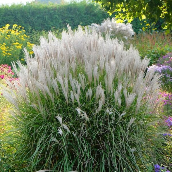 Miscantus sinensis VANILLA SKY C3
