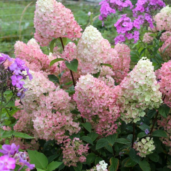Hortenzija - Hydrangea paniculata DIAMANTINO PBR jaunstāds
