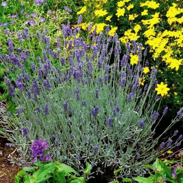 Lavanda angustifolia Silver Mist