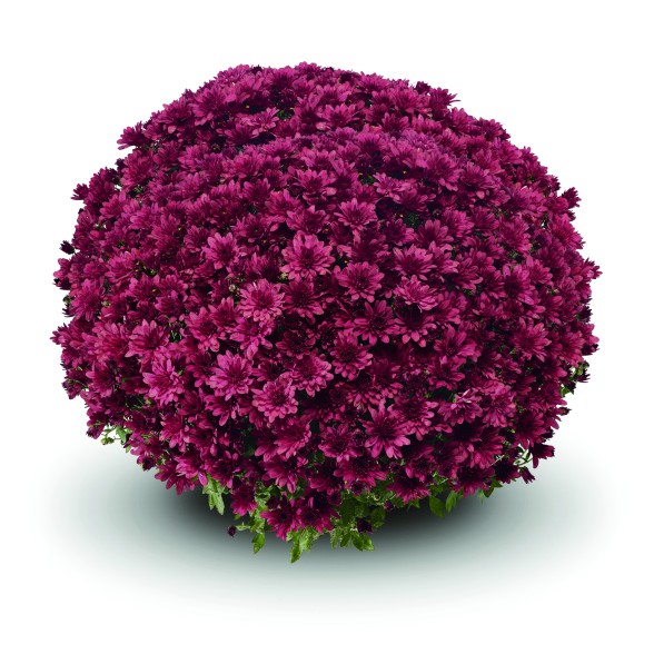 Хризантема Arluno Red