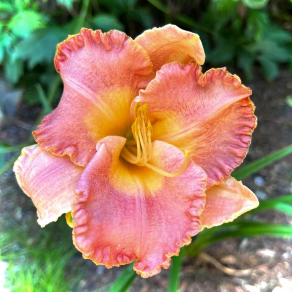 Hemerocallis Spacecoast Early Bird