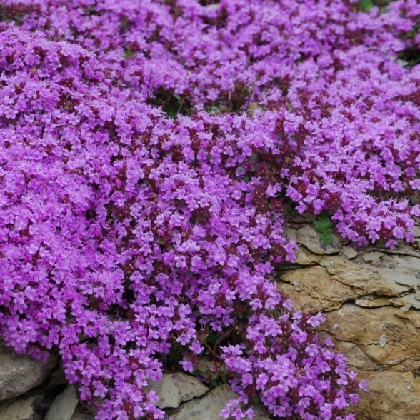 Timiāns - Thymus praecox PURPLE BEAUTY P9