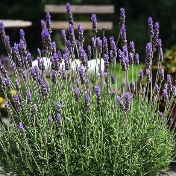 Lavandula  LaDiva Imperial 1g. (0,5l)