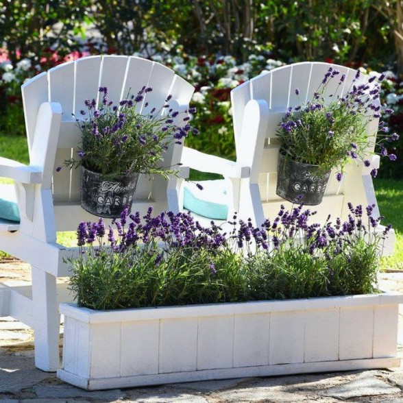 Lavandula angustifolia AVIGNON EARLY BLUE kailsaknis - 2 gad.