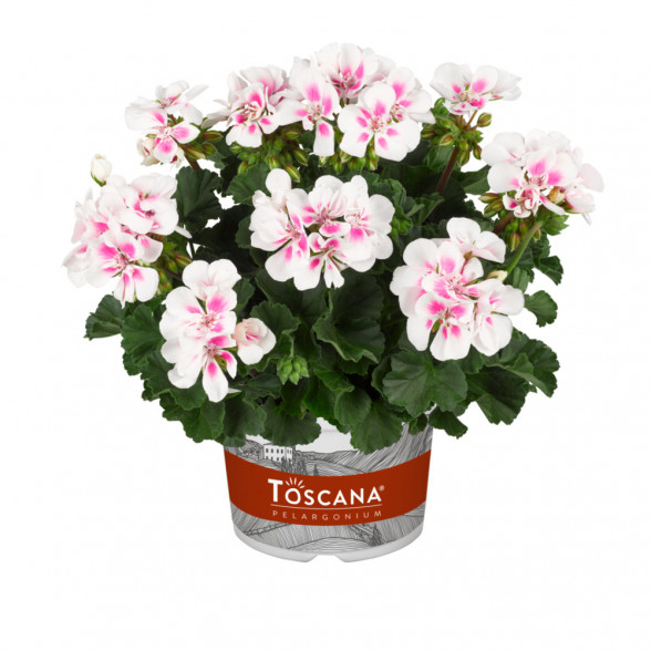 Pelargonija DOLCE VITA STELLA WHITE SPARKLE