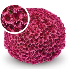 Krizantēma UMBRA PURPLE