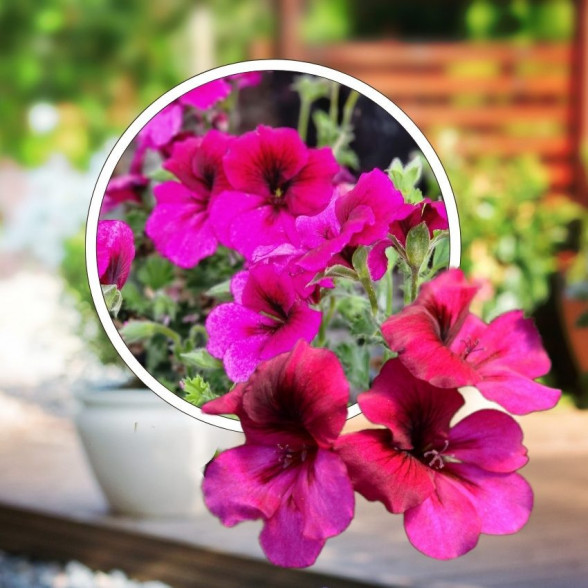 Pelargonium - Crispum Florella MAGENTA young plant